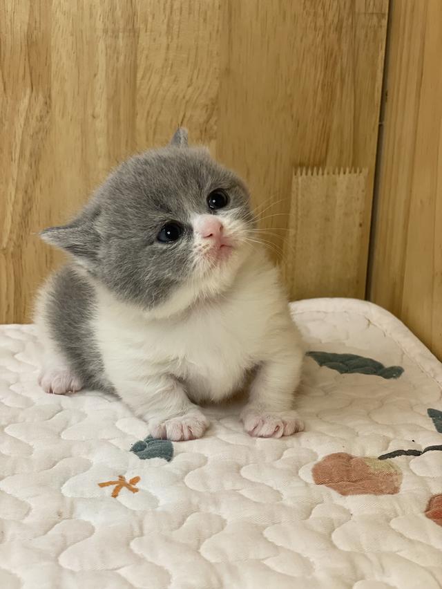 ลูกแมวมันช์กิ้น ขาสั้น รูปที่ 8