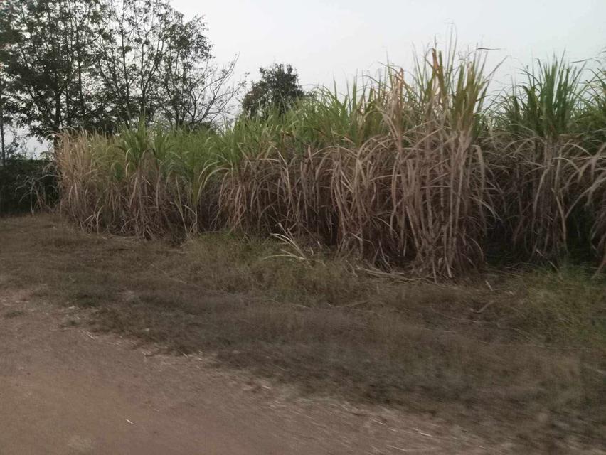 อสังหาริมทรัพย์ ที่ดิน 5