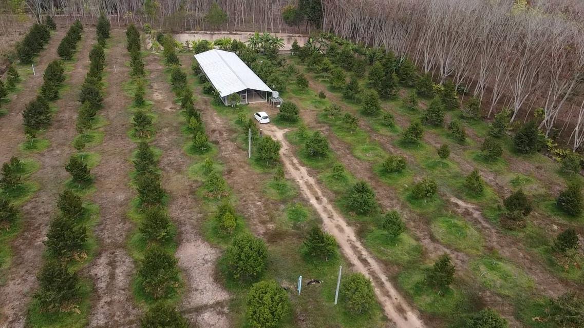 สวนทุเรียนจังหวัดระยอง เนื้อที่ 8 ไร่ 3 งาน 9 ตรว ราคาไร่ละ1,000,000 บาท ต.ชำฆ้อ อ.เขาชะเมา จ.ระยอง เขตติดต่อ อ.แกลง จังหวัดระยอง พื้นที่สวยทำเลดีมาก 7