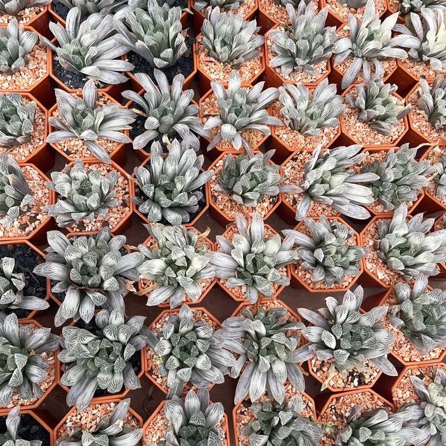 กุหลาบหินสายพันธุ์ Haworthia 2