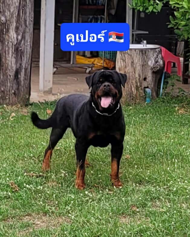 ลูกสุนัขร็อตไวเลอร์พันธุ์แท้สายเลือดนำเข้า 10