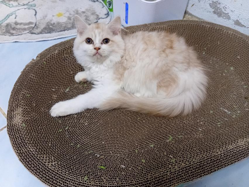 เปอเซียแท้ 1