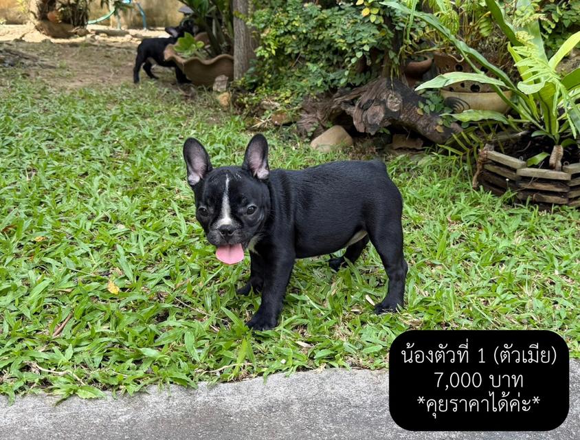 พยานรัก เฟรนบลูด็อกแท้ 100% 3