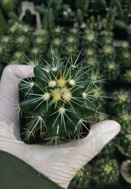 Golden Barrel Cactus สวยๆ 2