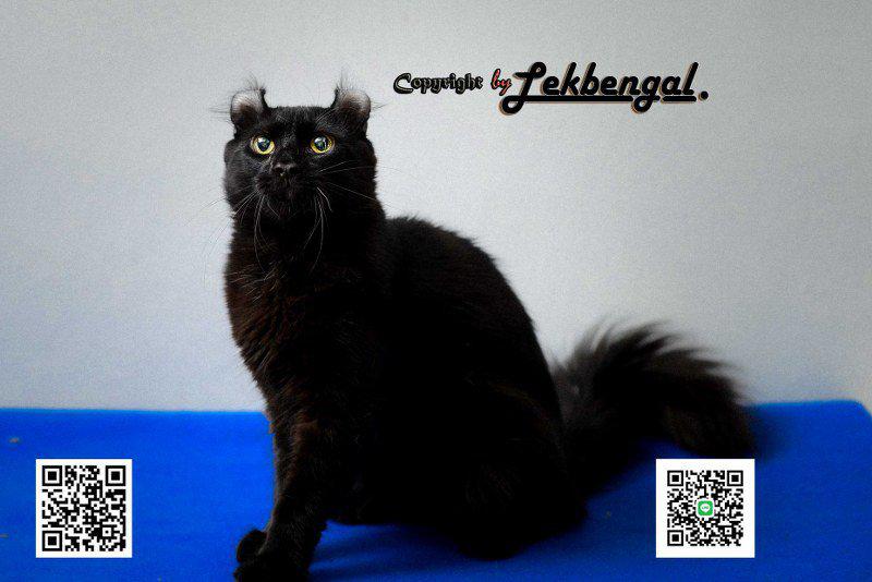 ราคาพิเศษขายลูกแมว อเมริกันเคลอ American Curl สายพันธุ์แท้ เพศผู้  1