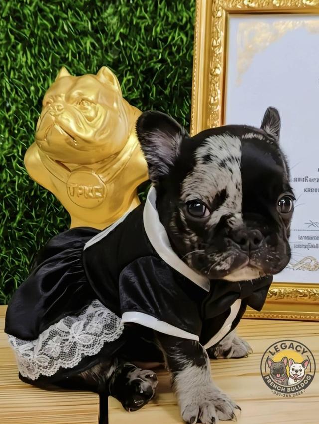 Harley, Exotic French Bulldog, black merle, rare color