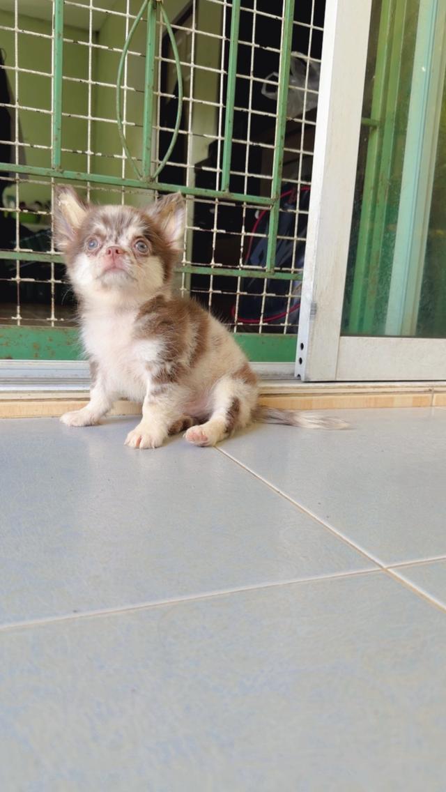 สุนัขเล็ก พันธุ์ชิวาว่า