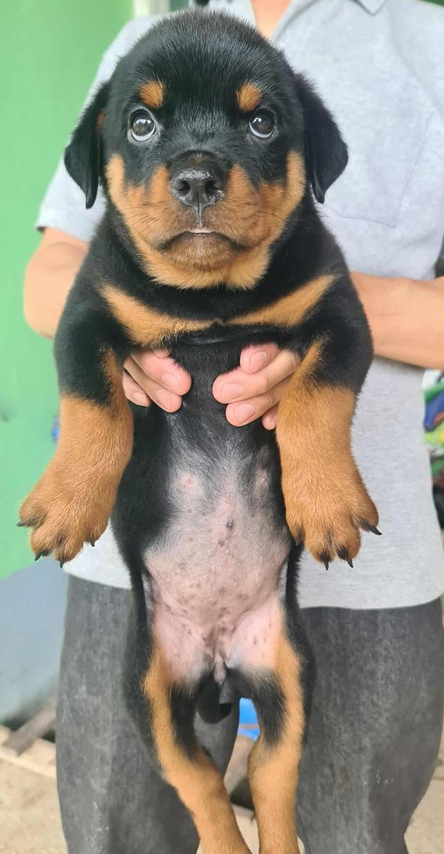ลูกสุนัข Rottweiler พันธุ์แท้