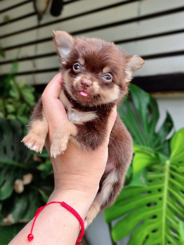 น้องโรมิโอ ชิวาวาขนยาวไซส์จิ๋วสีช็อคแทนสุดหล่ออายุสองเดือนพร้อมซนวัคซีนแล้วมีส่งเก็บปลายทาง