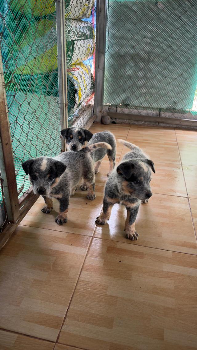 Australian Cattledog รูปที่ 7
