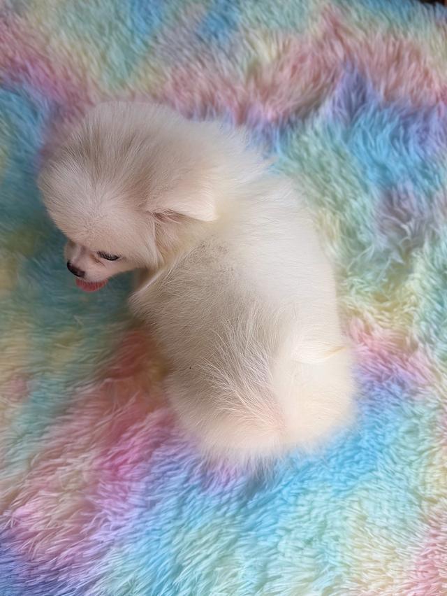 ปอมผสมชิวาวาสีขาวครีมเพศเมียพิกัดรามอินทรา 11