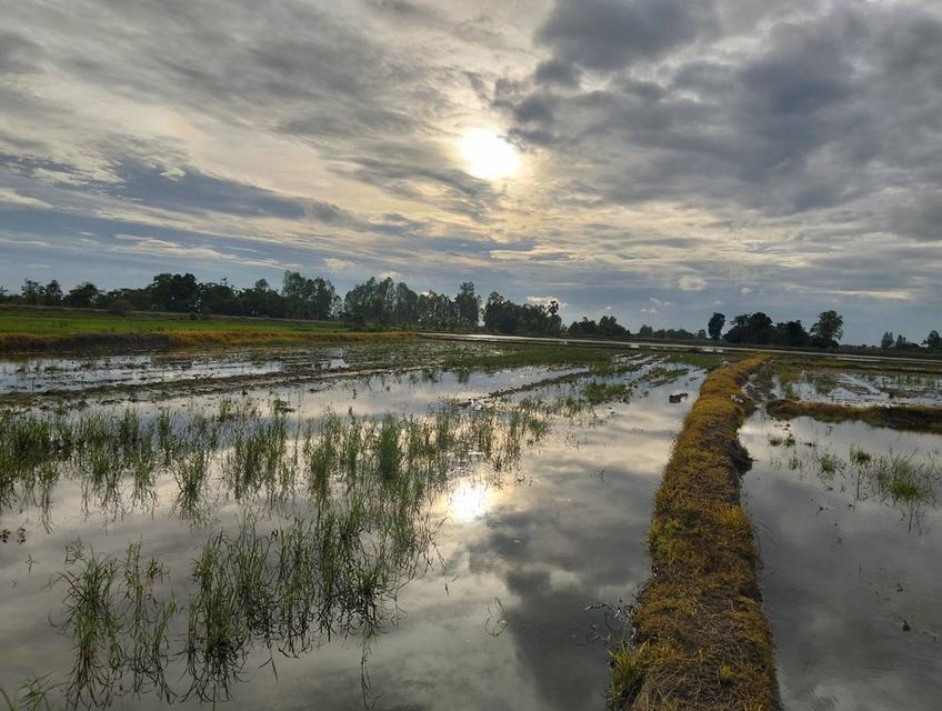 ขายที่ดิน 3 แปลง จังหวัดชัยนาท 17