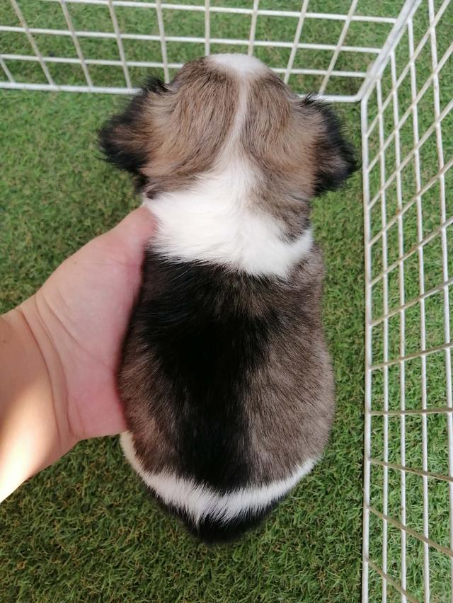 หลุดจอง ชิวาว่าเเท้ขนยาว ช. พร้อมย้าย อัพเดท 16/3/2026 รูปที่ 6