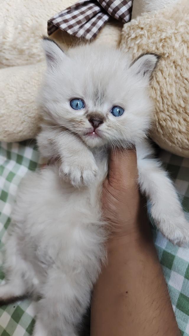 แมวเปอร์เซียหิลามายัน รูปที่ 2