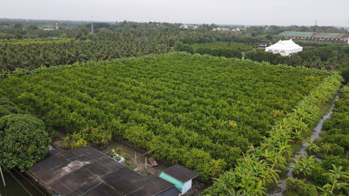 ขายที่ดินสวยเป็นที่สวน ติดหลังวัดหลวงพ่อสด ด้านหน้าติดถนนคลองชลประทาน ยาวประมาณ 600 เมตร ตำบลแพงพวย อำเภอดำเนินสะดวก จังหวัดราชบุรี ทั้งหมด 56 ไร่เศษ 15