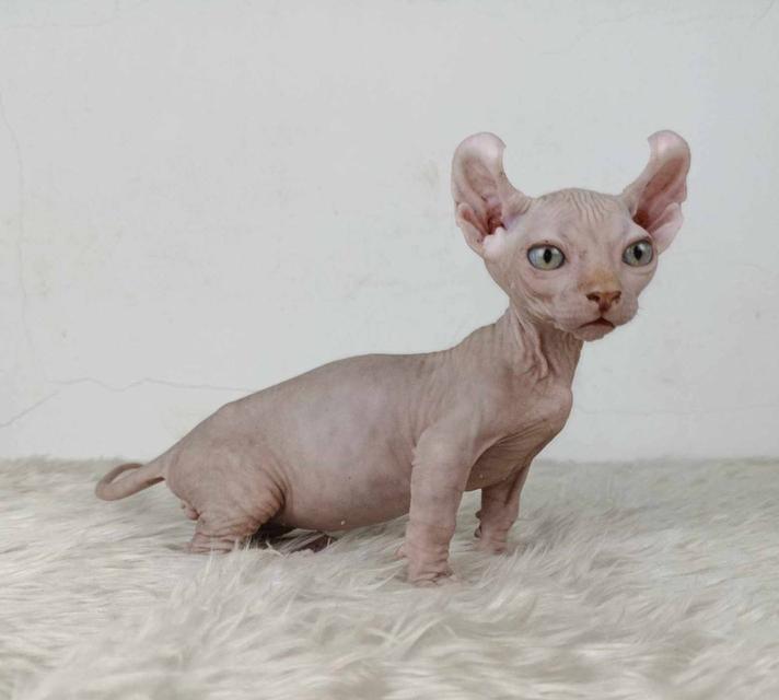33.แมวดเวล/เพศผู้ หาบ้าน Dwelf Cat/Male looking for a new home 2