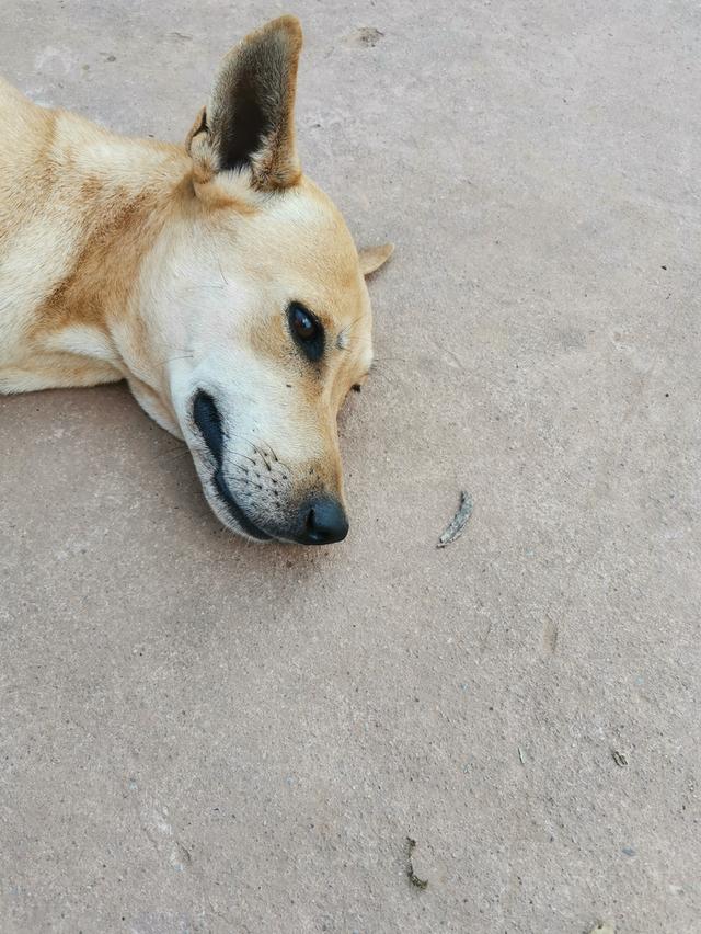 หมาไท​ยหลัง​อาน​แม่​ลูก​ รูปที่ 3