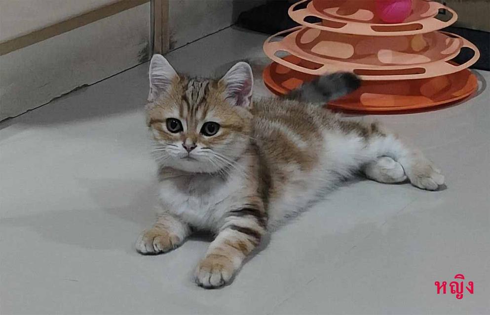 ลูกแมวสก็อตติช เพศชาย และเพศหญิง