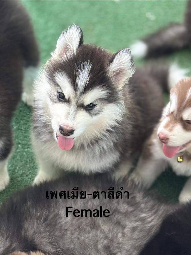 สุนัขไซบีเรียนฮัสกี้ รูปที่ 2