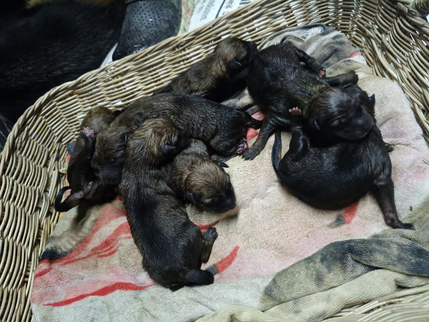 ลูกเยอรมัน เชพเพิร์ด 12ตัว ช และ ญ 2