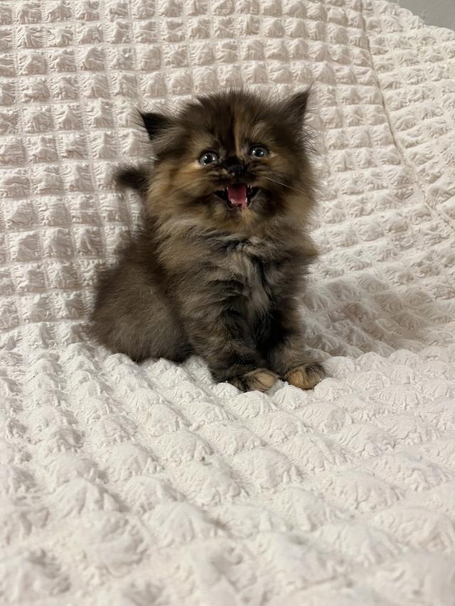 แมวเปอร์เซีย 🙂❌🍊✋😁vg 2