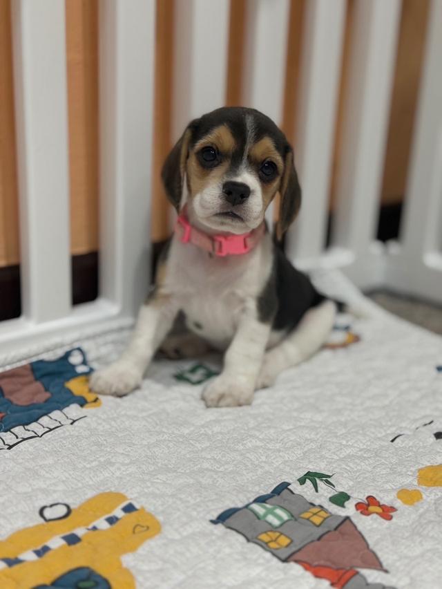 บีเกิ้ล (Beagle) Female ด.ญ 💯🏡 13