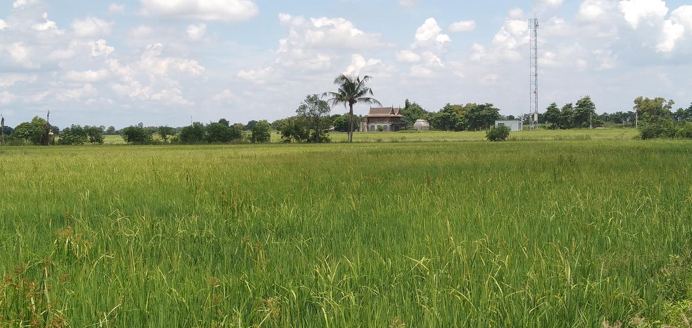 ขายที่ดิน คลอง 21 อำเภอบางน้ำเปรี้ยว จังหวัดฉะเชิงเทรา 7