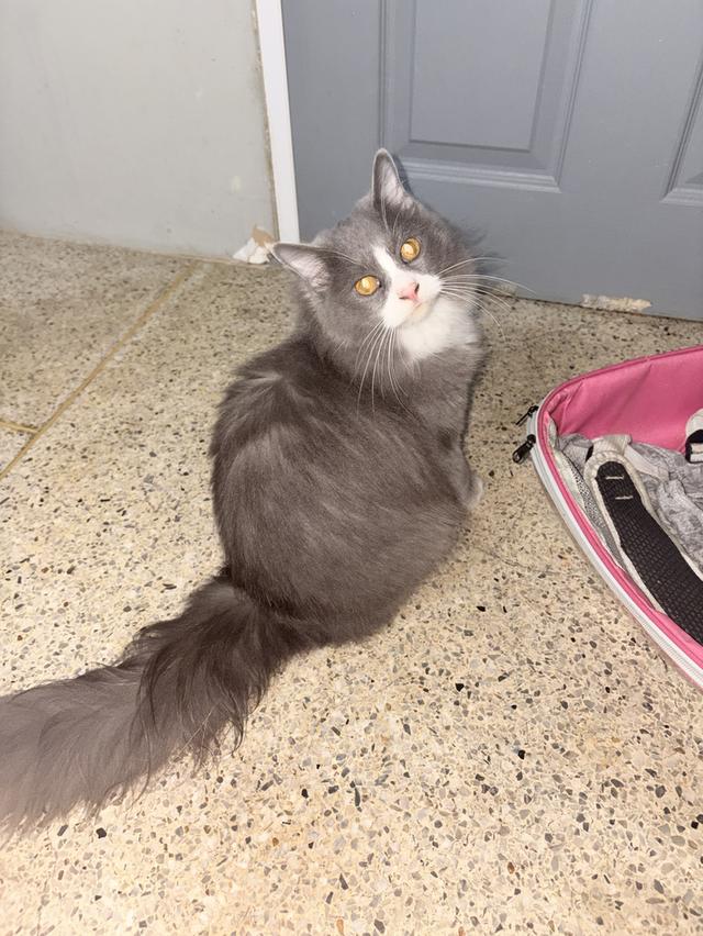 แมวเมนคูนผสมเปอร์เซีย