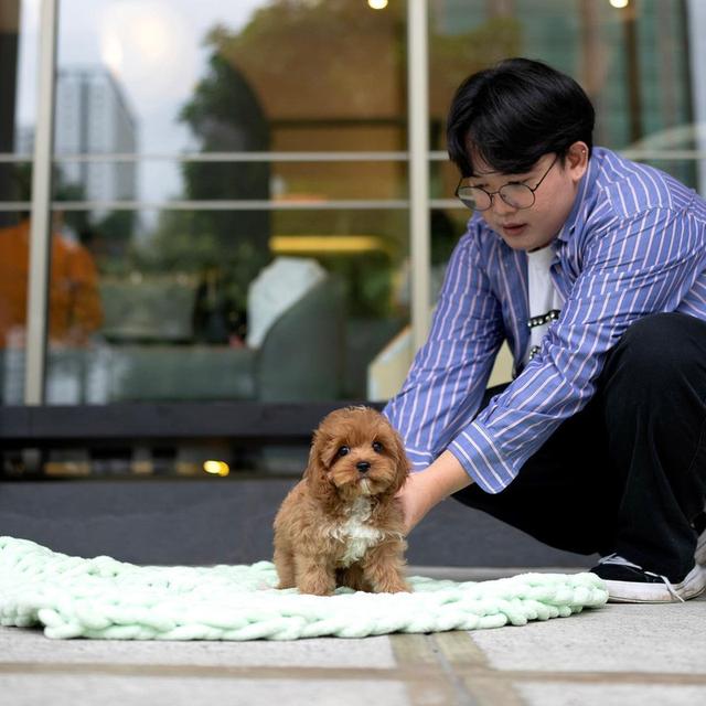 Maltipoo Puppies for sale รูปย่อยที่ 2