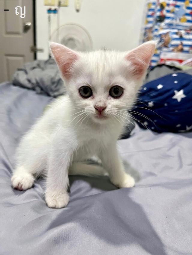 ลูกแมว สก็อตติช เปอร์เซีย รูปที่ 2