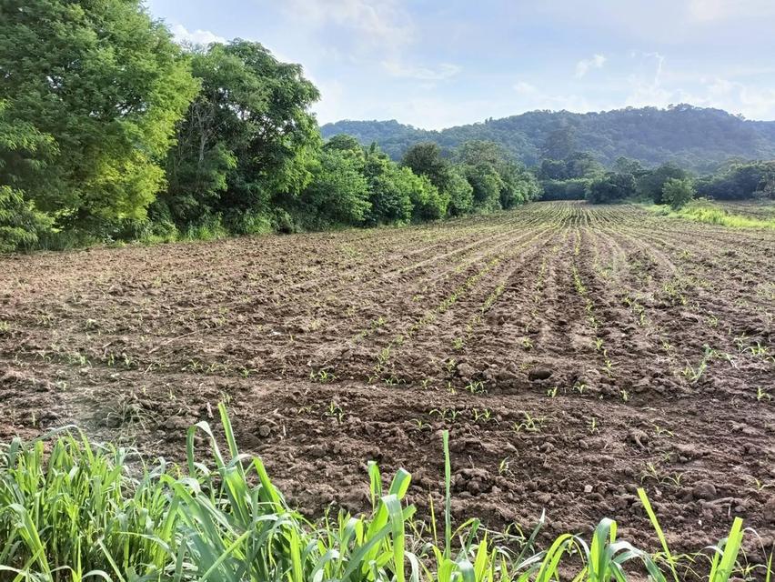 ที่ดินปากช่อง ต.พญาเย็น จ.นครราชสีมา 16