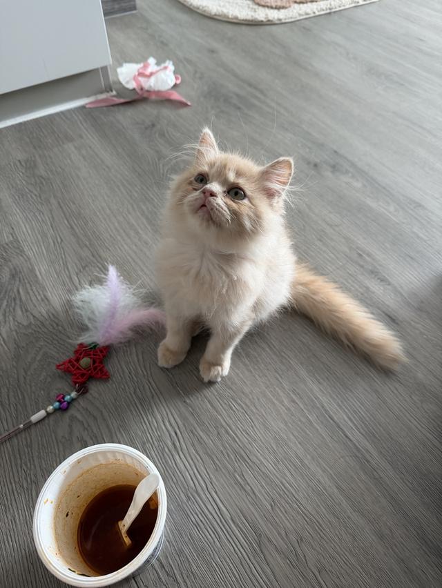 น้องแมวพันธุ์เปอร์เซีย อายุ 3 เดือนสีส้มอ่อน