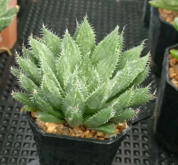 Haworthia ขนาดกระถาง 2 นิ้ว 2