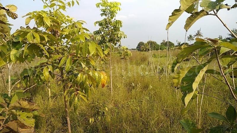 ที่ดินเปล่า 10-3-36 ไร่ ท่าม่วง กาญจนบุรี ปลูกต้นสักทองกว่า 500 ต้น 12