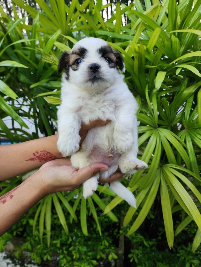ลูกสุนัขชิวาวาขนยาว. รูปที่ 4