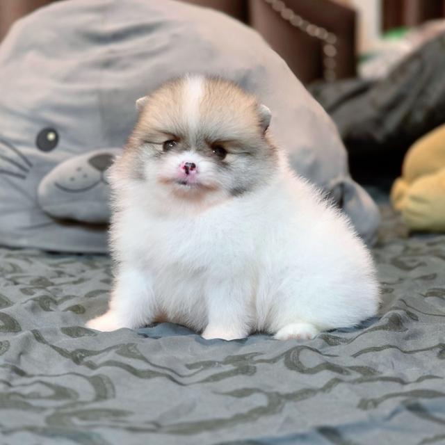 ปอมเมอเรเนียนแท้ เพศผู้ ทีคัพ รูปที่ 5