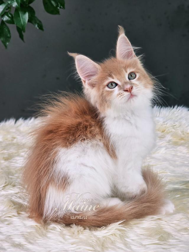 ลูกแมวเมนคูน เพศเมีย