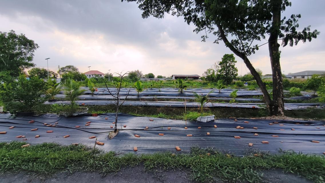 ที่ดินคลอง 9 ธัญบุรี 12