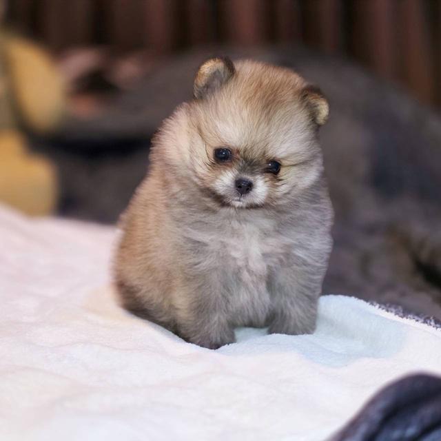 ปอมเมอเรเนียนแท้ ทีคัพ สีส้ม เมีย 8