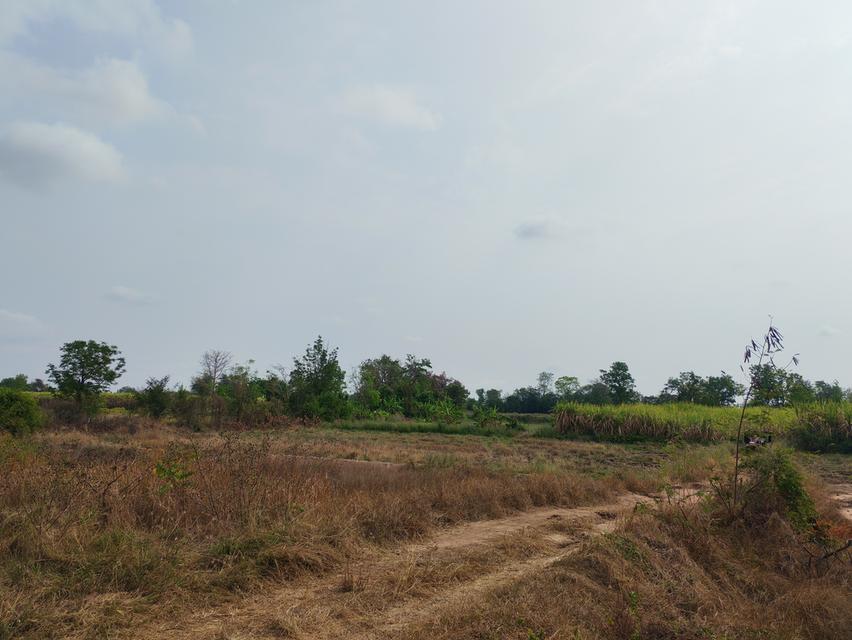 ขายด่วนที่ดิน ขายด่วน ที่ดินสวยแปลงใหญ่ 2แปลงติดกัน ไร่ละ 86,000 บาท จำนวน46-3-31 ไร่ และ 17-0-25 ไร่ เจ้าของคนเดียวกัน เป็นที่ไร่ผสมนา ติดทางสาธารณะท 16