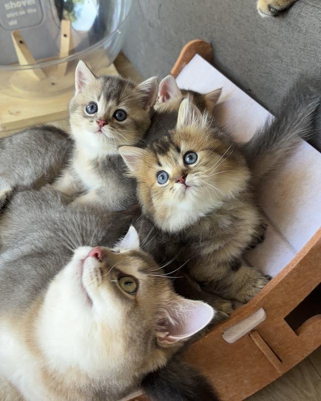 แมวพันธุ์Munchkin ขาสั้น