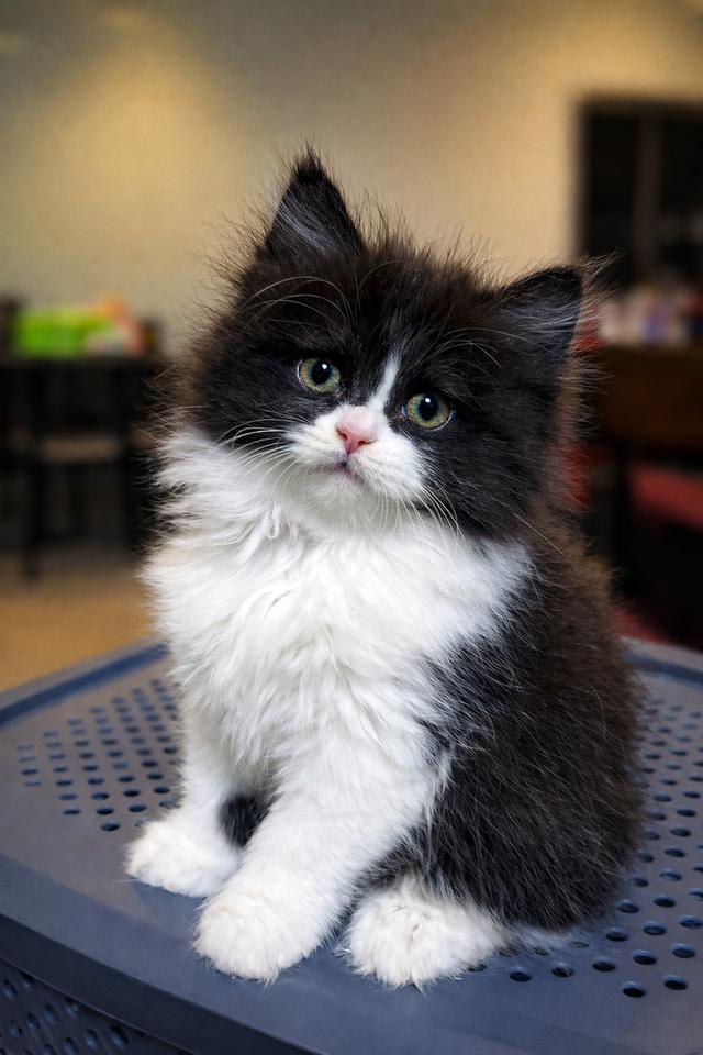 เด็กหญิง(สก๊อตติชโฟผสม)พร้อมย้าย