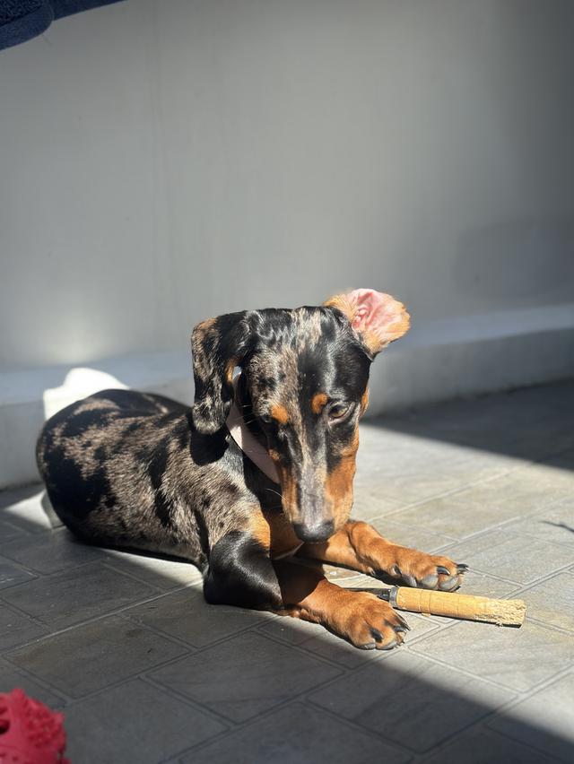 Dachshund puppy 6 months blue eyes, fully vaccinated รูปที่ 9