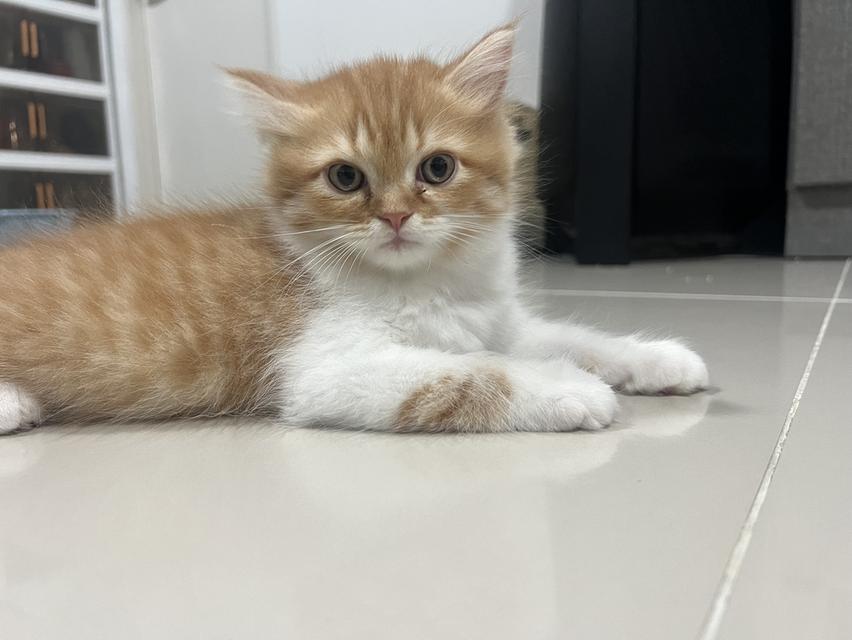 ลูกแมวเปอร์เซียแท้ เลี้ยงระบบปิด 9