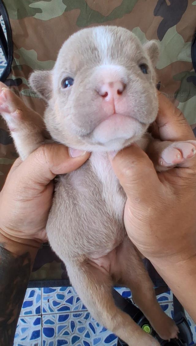 ลูกอเมริกันบูลลี่ micro exotic รูปที่ 3
