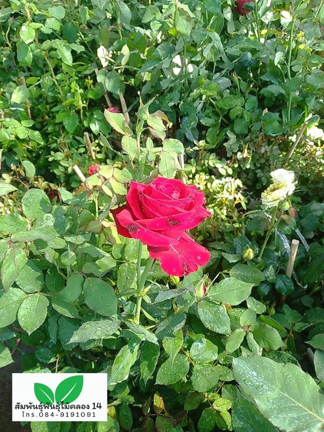 กุหลาบ ต้นกุหลาบ ต้นดอกกุหลาบ รูปที่ 3