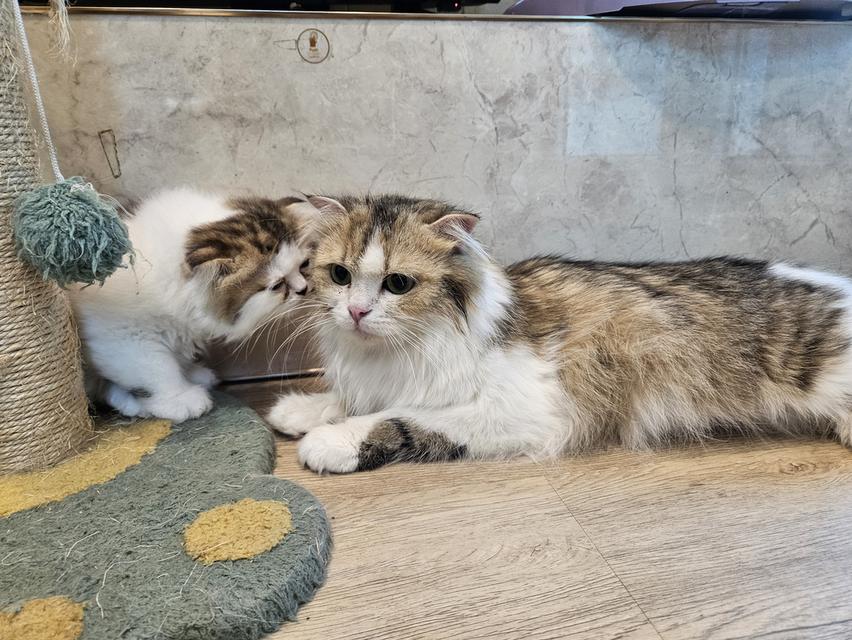 แมวสก็อตติช เพศเมีย 1 ปี ลดประชากรแมวๆ มีลูก 2 คอก 3