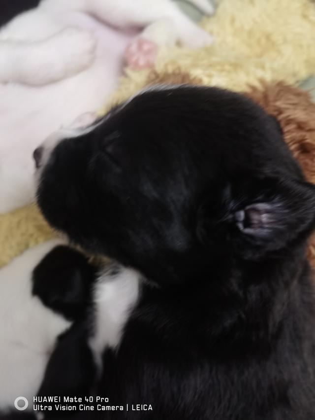 ลูกสุนัขวัย 2 เดือน