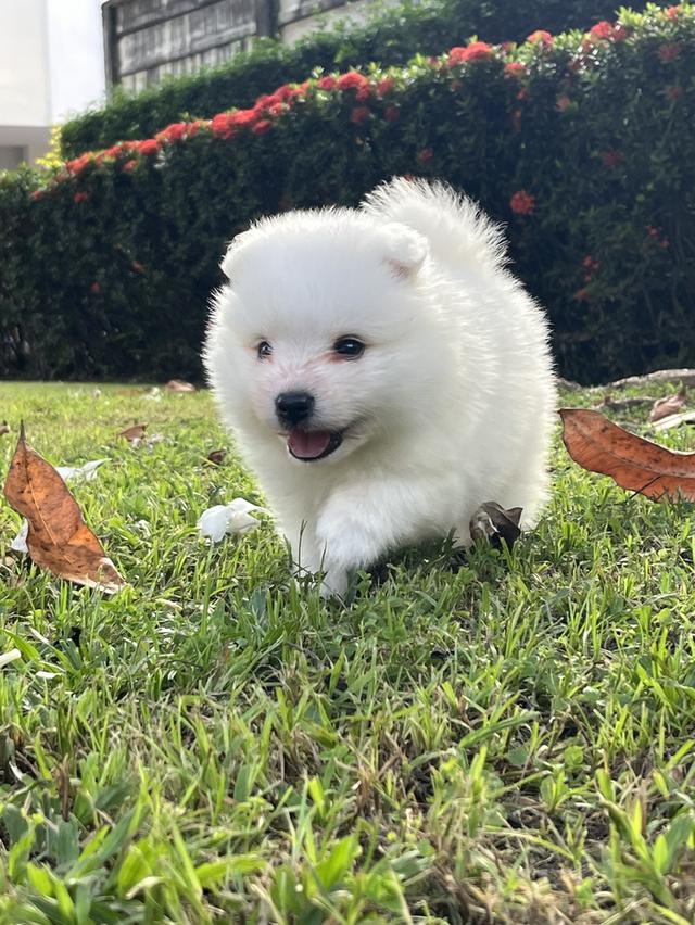 Japanese Spitz (สุนัขพันธุ์สปิตซ์ญี่ปุ่น) 9