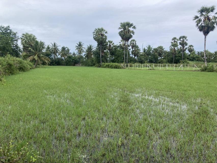 ขายที่ดินโฉนด10ไร่2งาน55ตรว.รวม5,500,000บาทต.ช่องสะแกอ.เมืองจ.เพชรบุรีจ 2